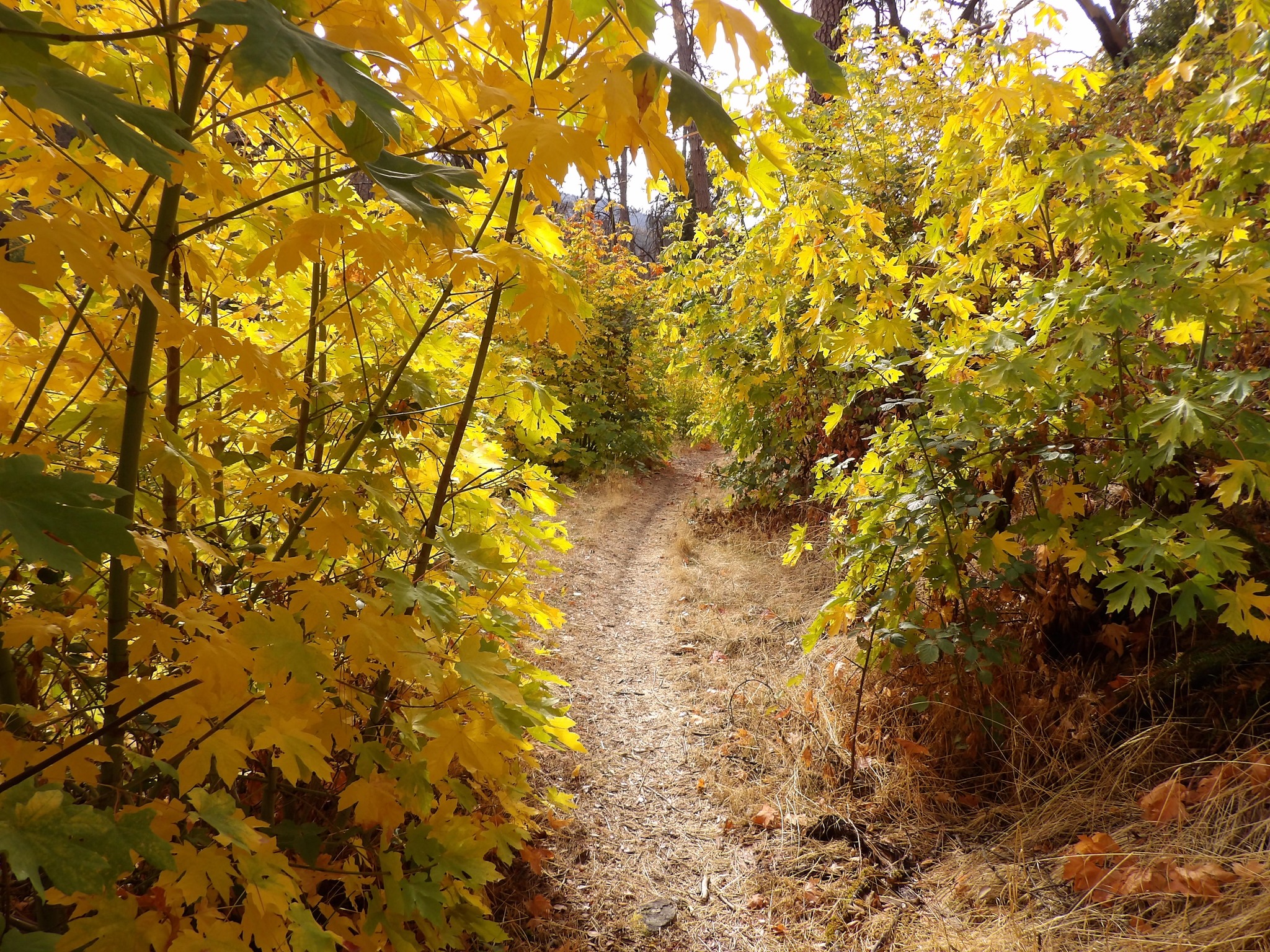 The autumn colors of big leaf maples along the Camden Water Ditch trail, Whiskeytown National Recreation Area / NPS file
