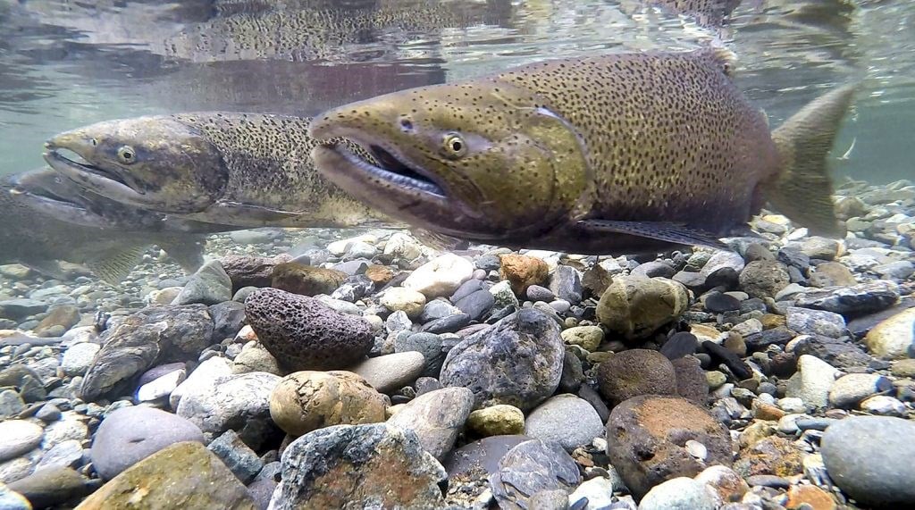 There are salmon to catch beneath the waters at Whiskeytown National Recreation Area / Northern California Water Association