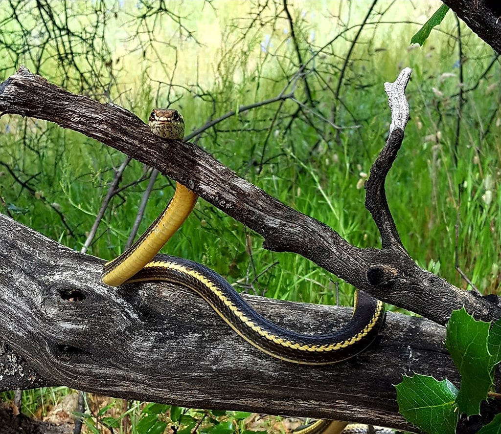 California whipsnake, Whiskeytown National Recreation Area / NPS-Lisa Johnston
