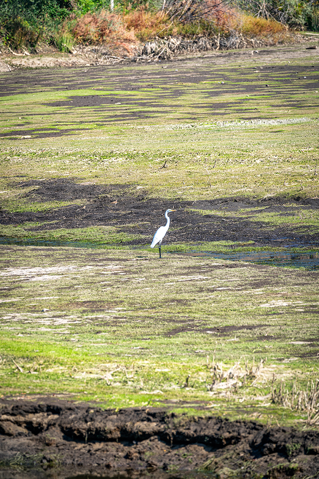 A lone great white egret on the landscape near the Carr Powerhouse, Whiskeytown National Recreation Area / Rebecca Latson