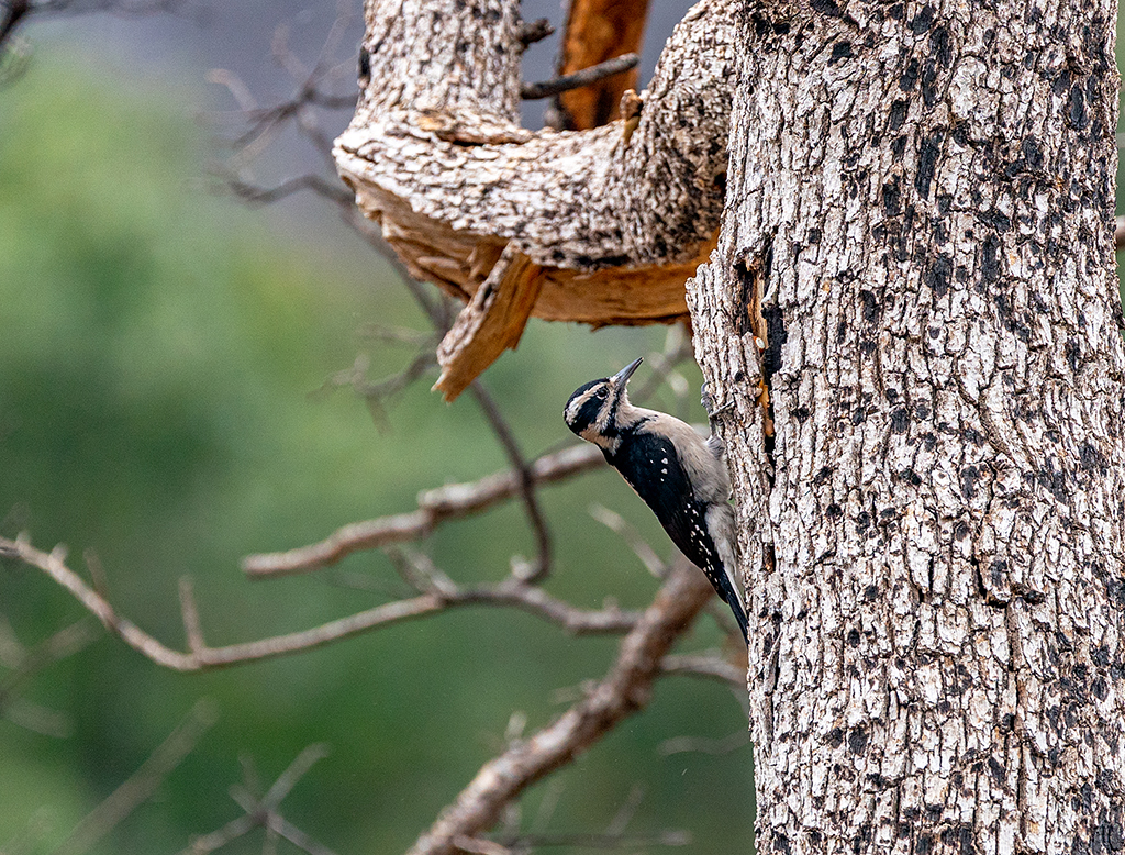 Hairy woodpecker seen at Tower House Historic District, Whiskeytown National Recreation Area / Rebecca Latson