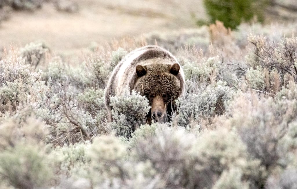 Grizzly in sagebrush
