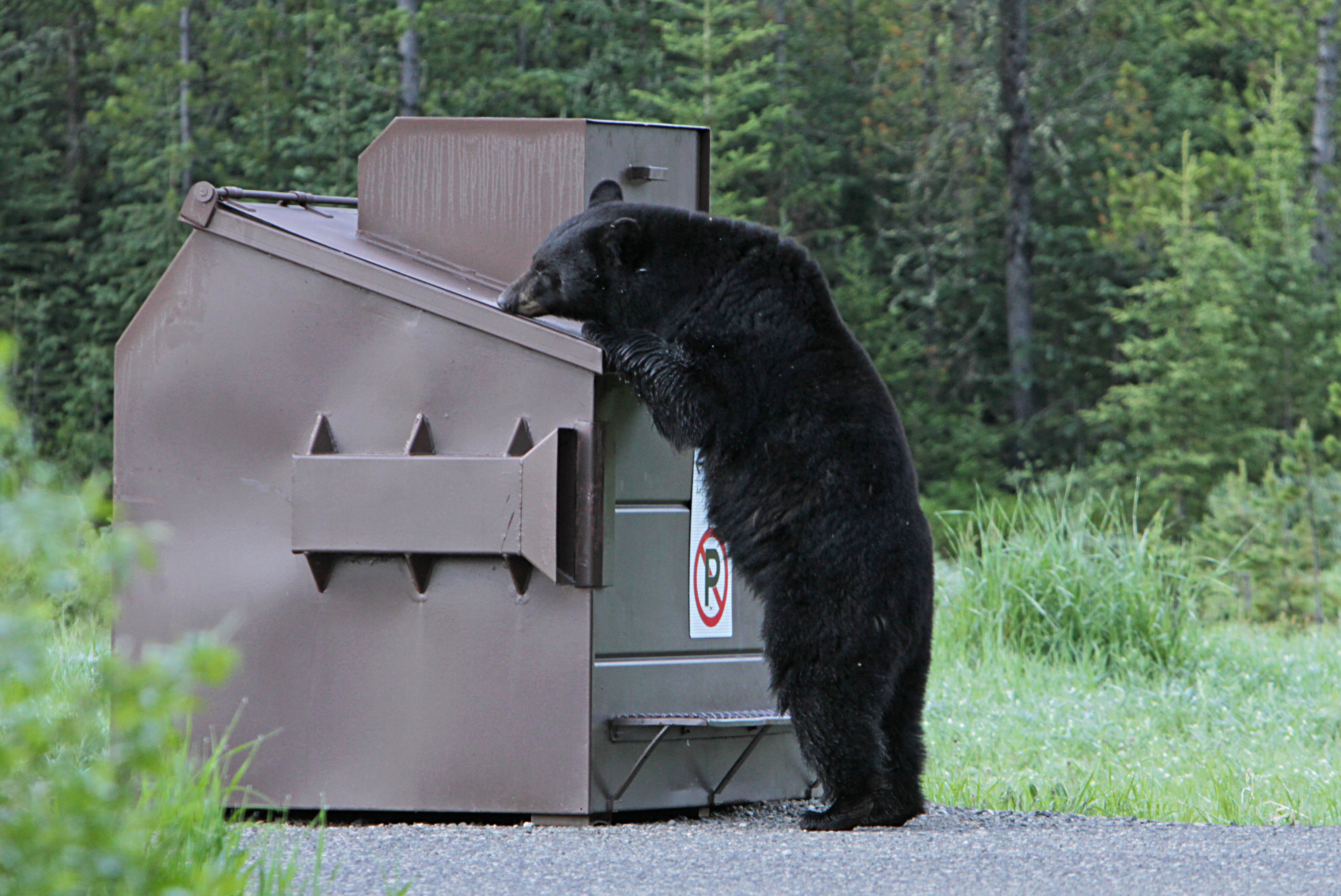 Black bear standing on hind legs sniffing the top of a dumpster