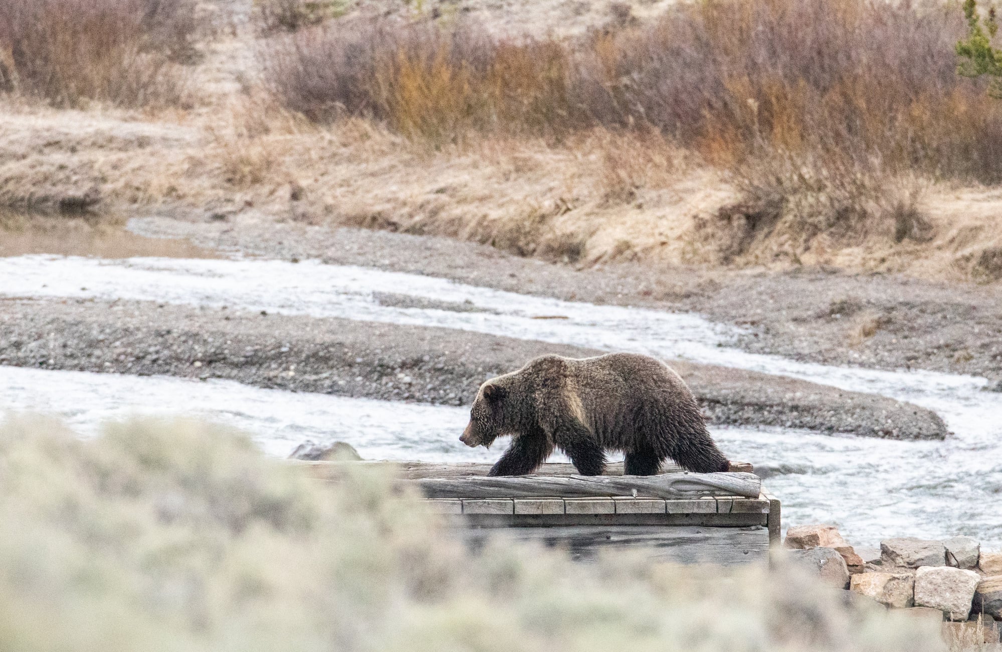 Grizzly in Yellowstone National Park