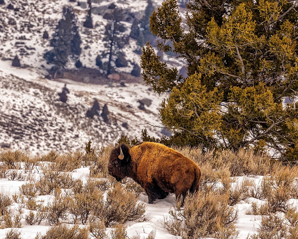 Bison in the snow along the road toward Lamar Valley, Yellowstone National Park / Rebecca Latson