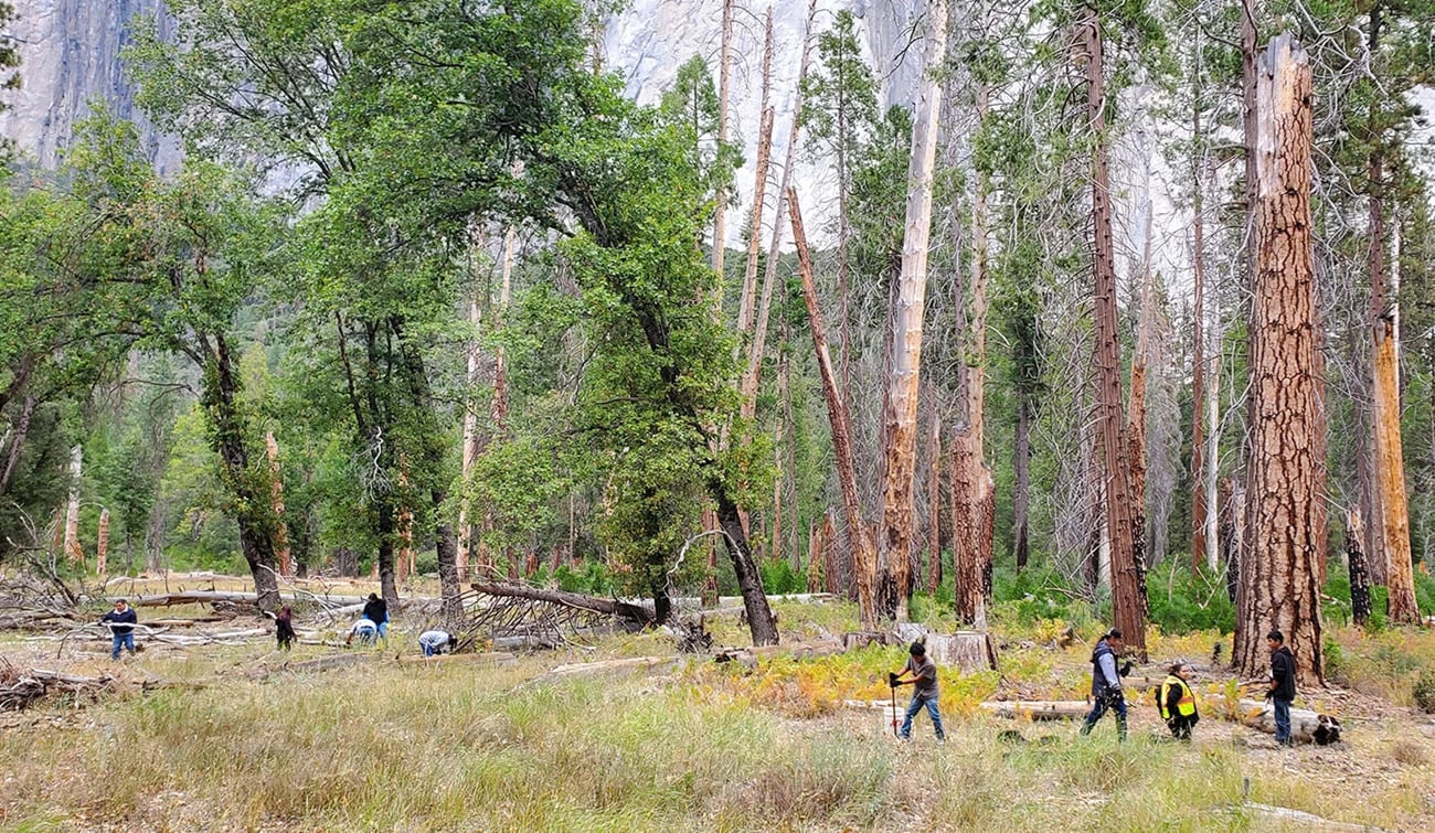 Tribal members steward black oak groves by creating burn piles out of dead and down wood, planting saplings and collecting acorn