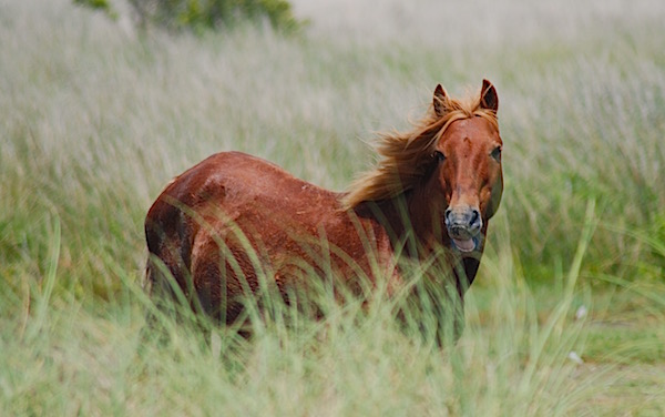 Feral horse at Cape Lookout National Seashore/Kurt Repanshek