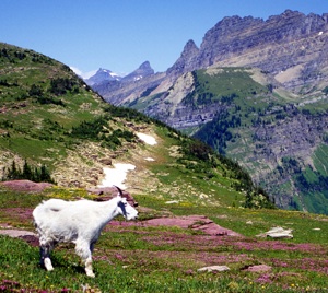 Mountain Goat on Logan Pass, Glacier NP