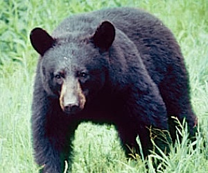 Black bear, Great Smoky Mountains NP
