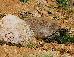 Desert tortoise, Joshua Tree National Park