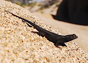 Lizard, Joshua Tree National Park