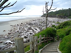 Driftwood beach at Olympic National Park