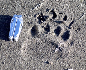 Grizzly print, Yellowstone National Park