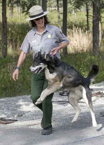 02_09DENA.jpg Jen Raffaeli "hopping" one of Denali's sled dogs back to its kennel slot after a sled dog demonstration.