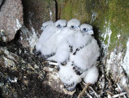 Falcon chicks.