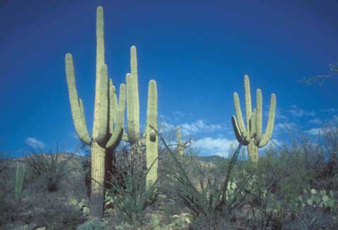 Saguaro.