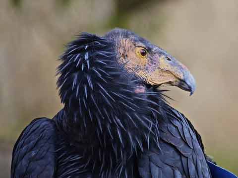 Condor