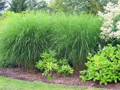 Chinese silvergrass from www.gulfshoredesign.com