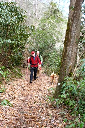 Dog on the Abrams Creek Trail in Great Smoky Mountains National Park