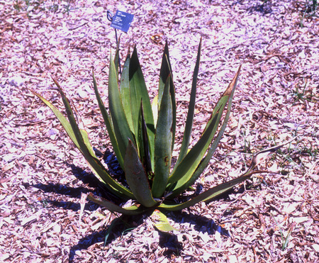Agave_eggersiana_Cntr_for_Plant_Conservation.jpg