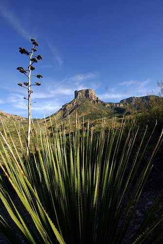 Big Bend scene.
