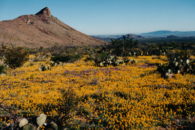 Big Bend's Lone Mountain; photo by Jeff Blaylock, used with permission.