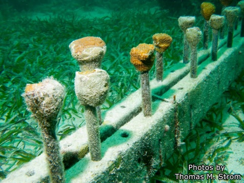 BISC-Coral_Nursery_NPS-Strom.jpg