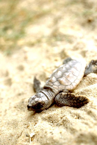 BISC-Loggerhead_Hatchling_USFWS.jpg