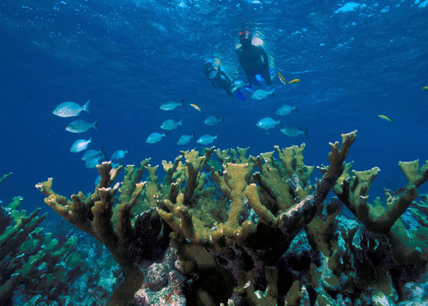 BISC-Snorkeling.jpg