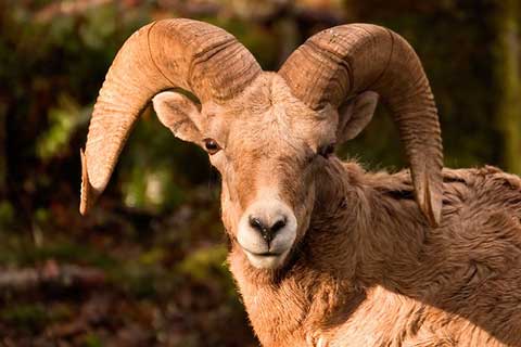 Bmaas-flickr.jpg Bighorn sheep