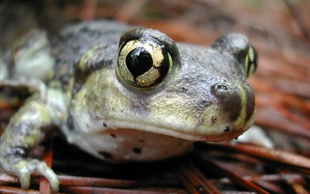 CACO-Eastern Spadefoot Toad.jpg