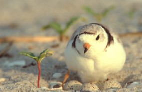 CACO-Nesting Plover.jpg