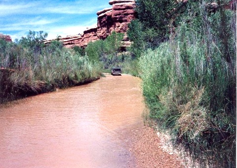 CANY-Salt_Creek_SUWA.jpg
