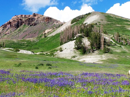 CEBR-Wildflower Meadow.jpg