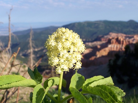 CEBR-Wildflowers_NPS.jpg
