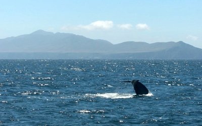 Blue whale Channel Islands National Park, California.