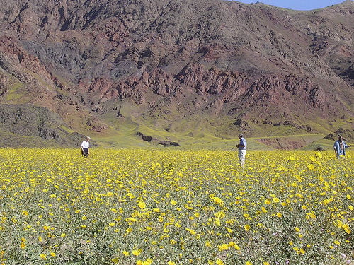 DEVA-Wildflowers.jpg
