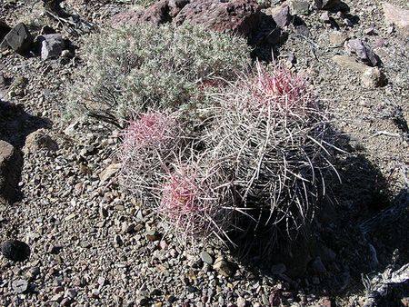 DEVA-catus, niiicedave, via Flickr.jpg