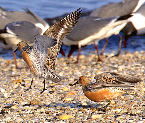 DelBayshore_RedKnot_BDalton.jpg
