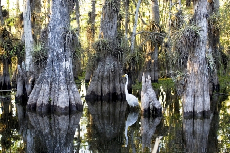 EVER-Egret in Mangroves.jpg Everglades National Park, Rodney Cammauf photo.