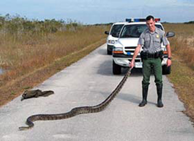 A python by the tail.