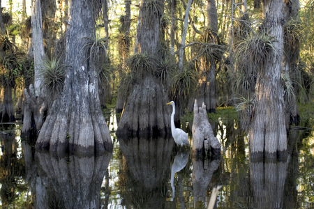 EVER-great_egret_NPS.jpg