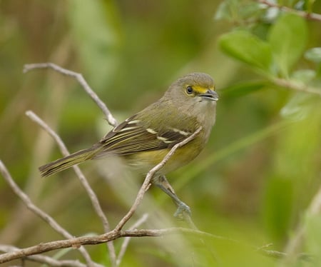 EVER-white eyed vireo, by ianqui via Wikipedia.jpg
