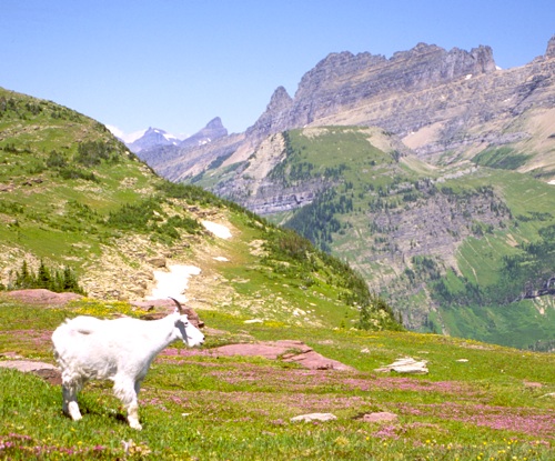 Logan Pass, Glacier National Park. Kurt Repanshek photo