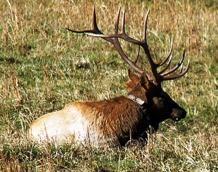 GRSM-Bull Elk.jpg