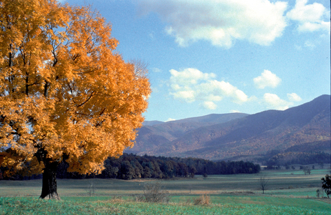 GRSM-Cades Cove.jpg