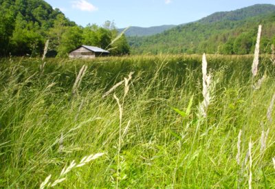 Cataloochee Valley Great Smoky Mountains National Park