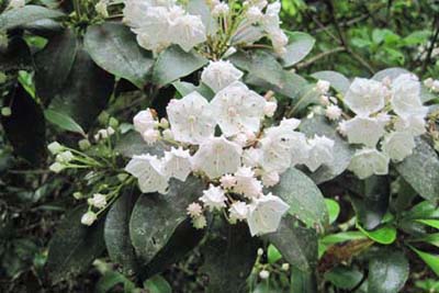 Spring on the Bradley Fork Trail