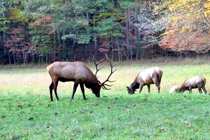 GRSM-Elk_D._Bernstein.jpg