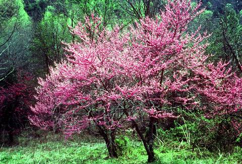 GRSM-Spring Redbuds.jpg